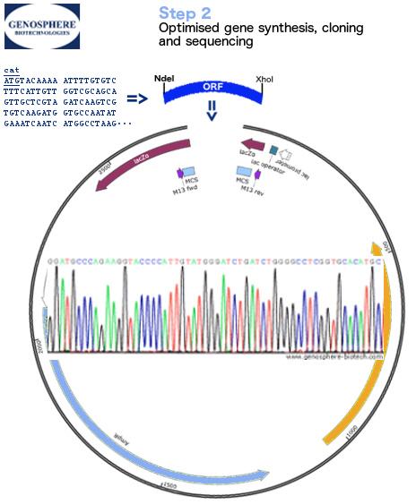 Gene synthesis and protein expression