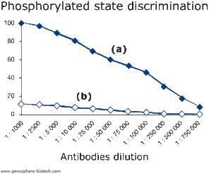 Phospho-specific Antibodies derived from rabbits.