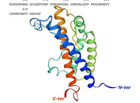 Polyklonale Antikörper (IgG, IgY),